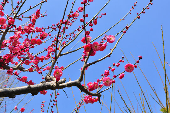 红梅花开