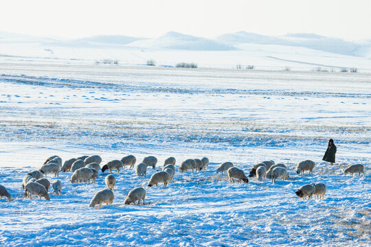 冬天雪地放牧羊群