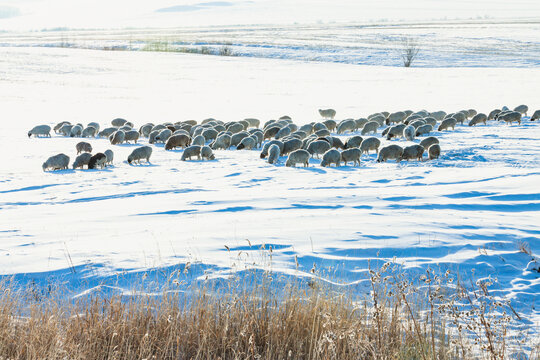 冬季雪原羊群放牧