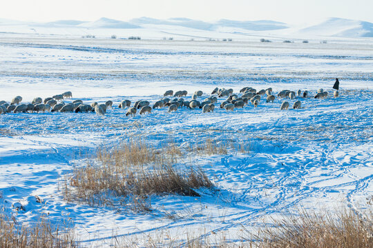 草原冬季放牧羊群