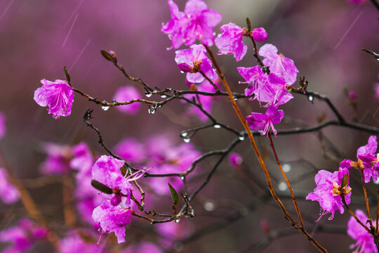 风雪杜鹃花开