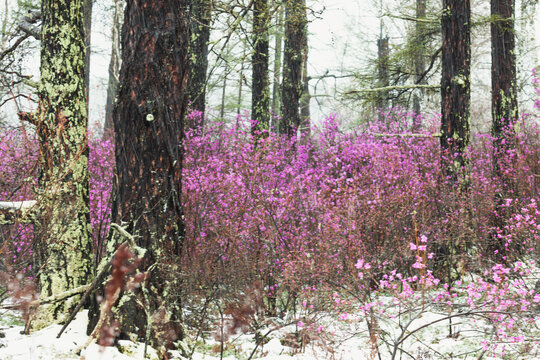 春天风雪森林杜鹃花