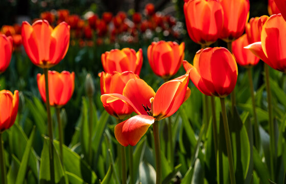 一片郁金香花