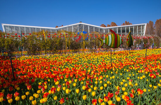 郁金香花园