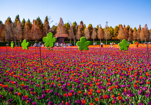 郁金香花园