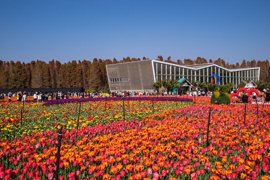 郁金香花园