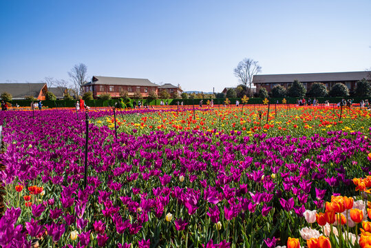 郁金香花园