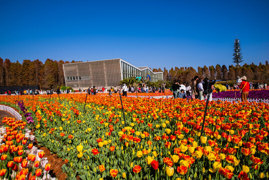 郁金香花园