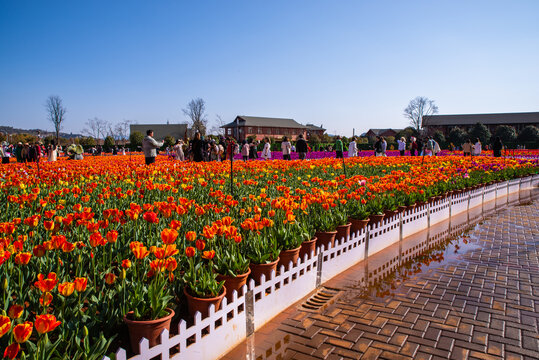 郁金香花园