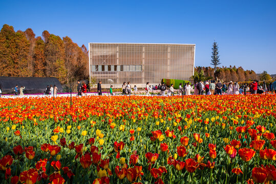 郁金香花园