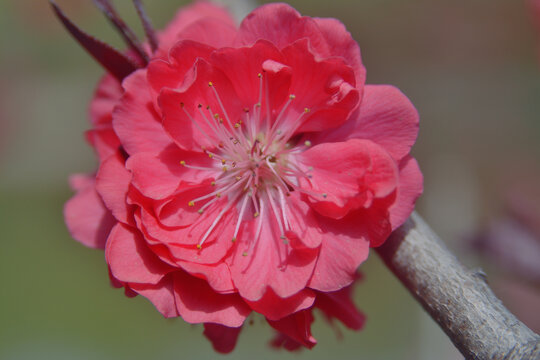 山桃花