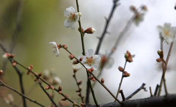 梅花