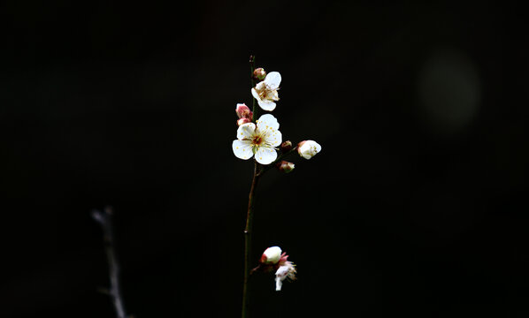 梅花