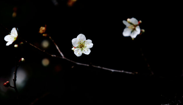 梅花