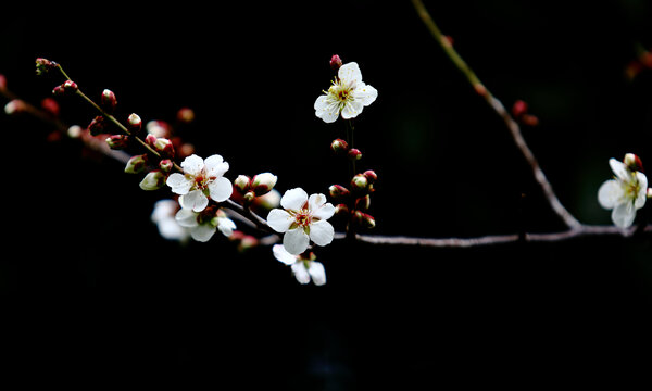 梅花