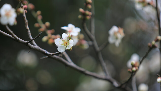 梅花