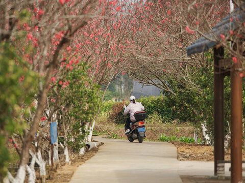 桃花径