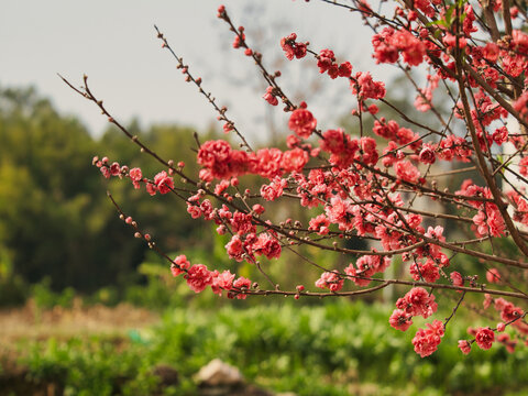 桃花