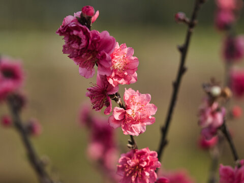 桃花