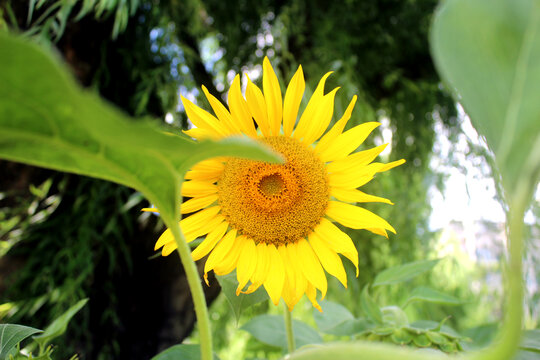 向日葵太阳花