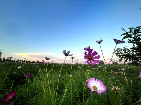 格桑花花海