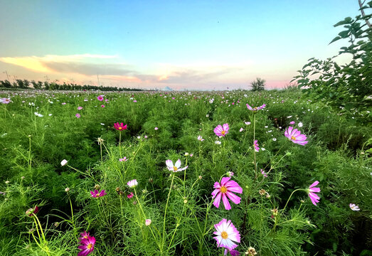 格桑花花海