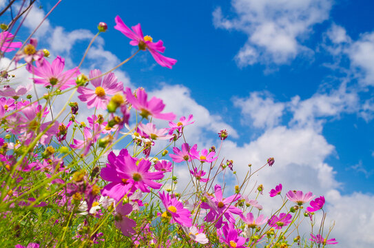 格桑花