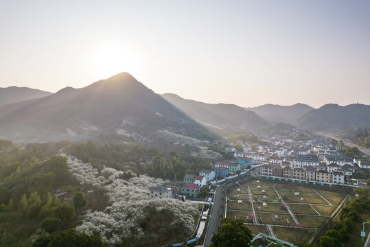 被漫山遍野的梅花环绕的村庄