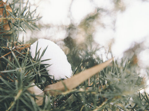 冬季白雪堆积的松针