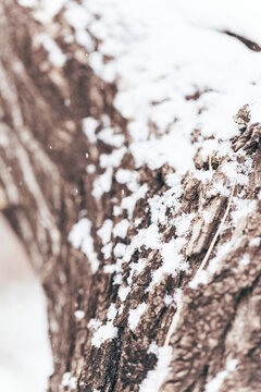 冬季白雪掉落在老树上