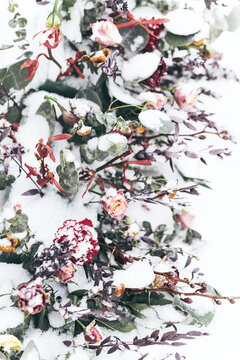 冬天白雪堆积的花朵