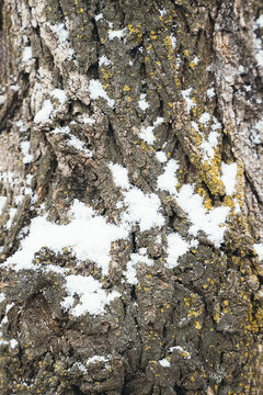 冬天大雪覆盖的树皮