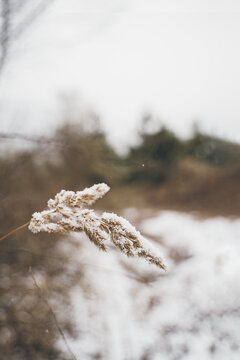 冬季大雪过后的枯草