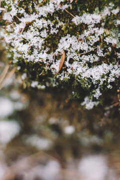 冬季被白雪覆盖的苔藓