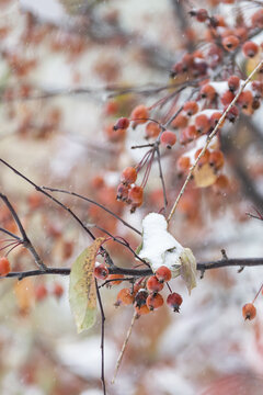 冬天大雪覆盖的果树