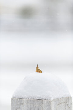 冬季白雪中掉落的树叶