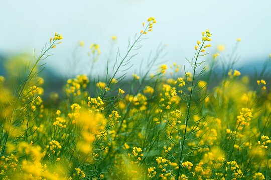 油菜花