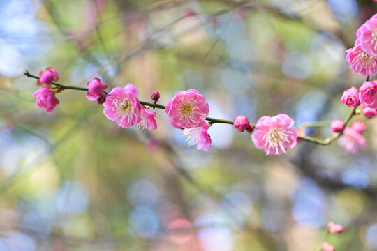 粉色梅花