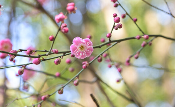 粉色梅花