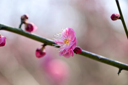 粉红色梅花