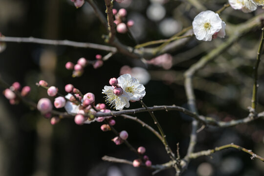 梅花