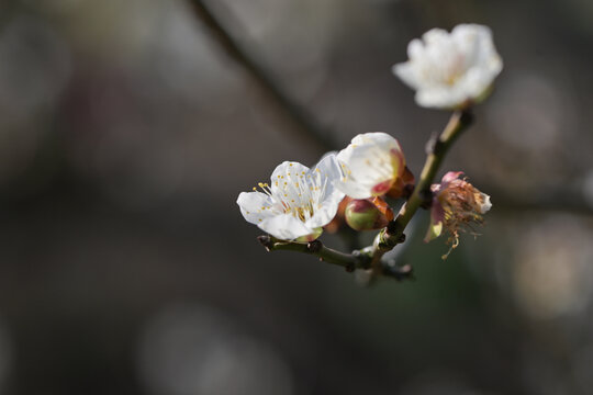 梅花特写