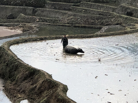 水牛耕地