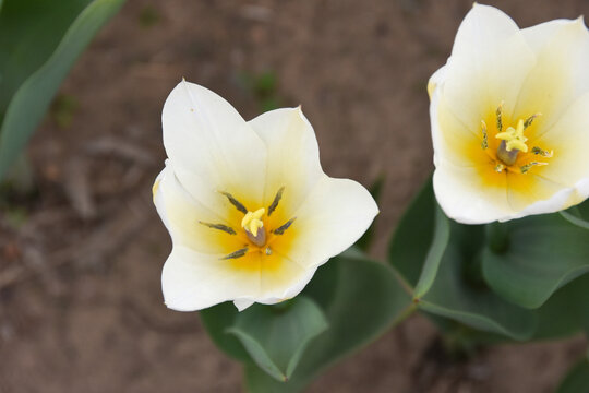 郁金香花蕊