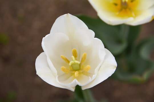 郁金香花蕊