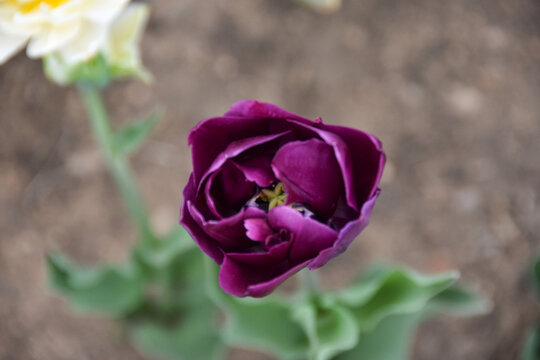 郁金香花蕊