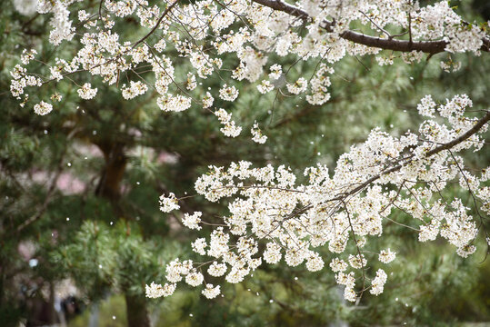 樱花雨