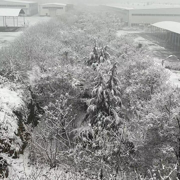 雪树林