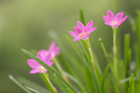 小花韭兰