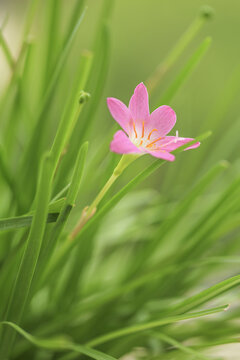 清新粉色小花韭兰